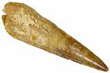 Fossil Spinosaurus Tooth - Real Dinosaur Tooth #368155-1